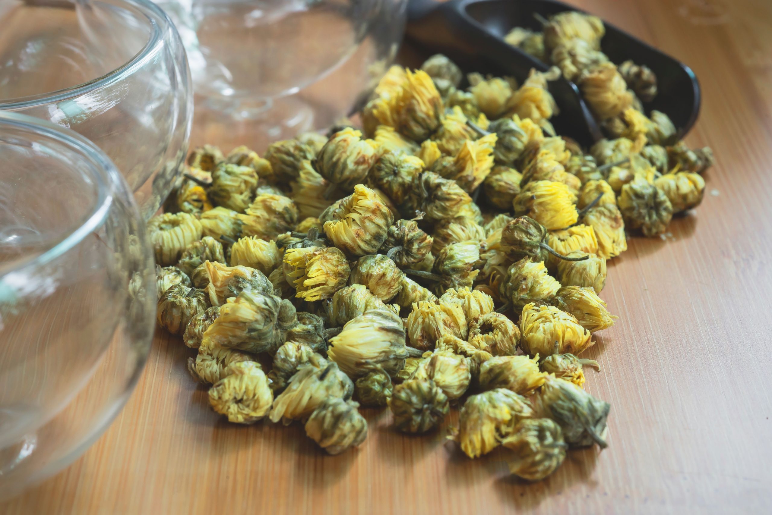 Baby Chrysanthemum 2