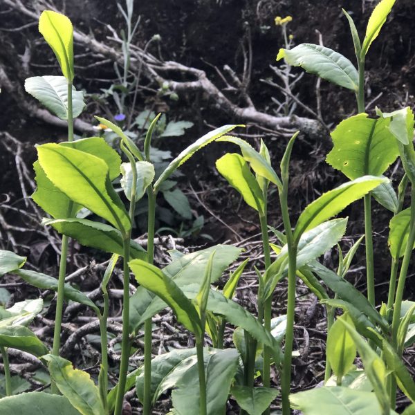 Photo 3-4-17, 4 54 20 PM